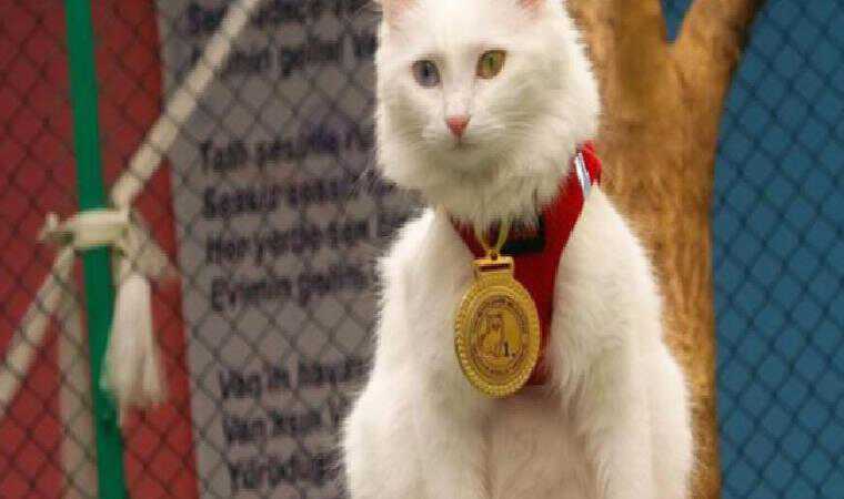 Horasan’da karganın zor anları… Öğretmen böyle kurtardı